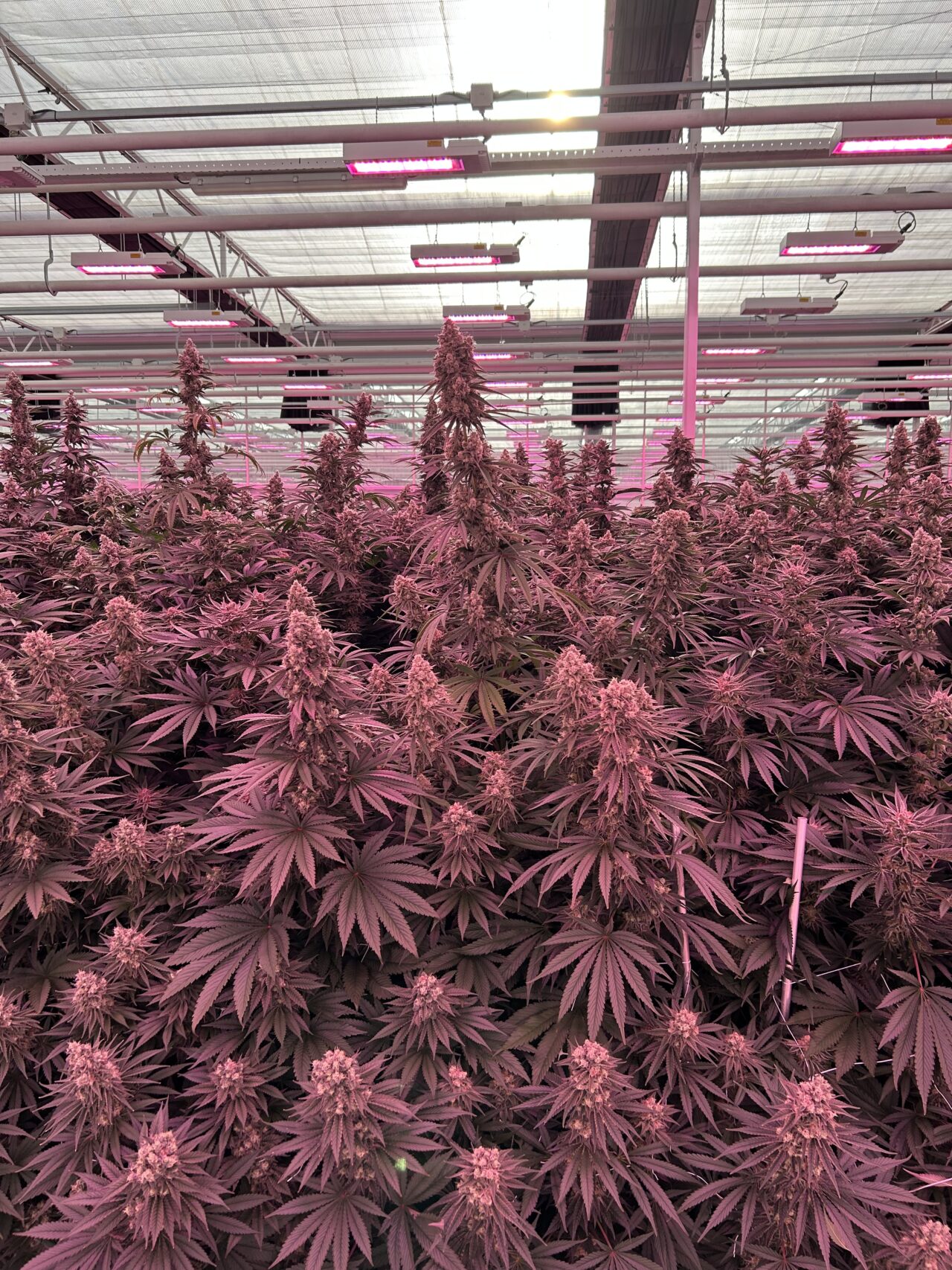 Greenhouse vs. Outdoor in the Desert: Which is More Sustainable for Cannabis Cultivation?