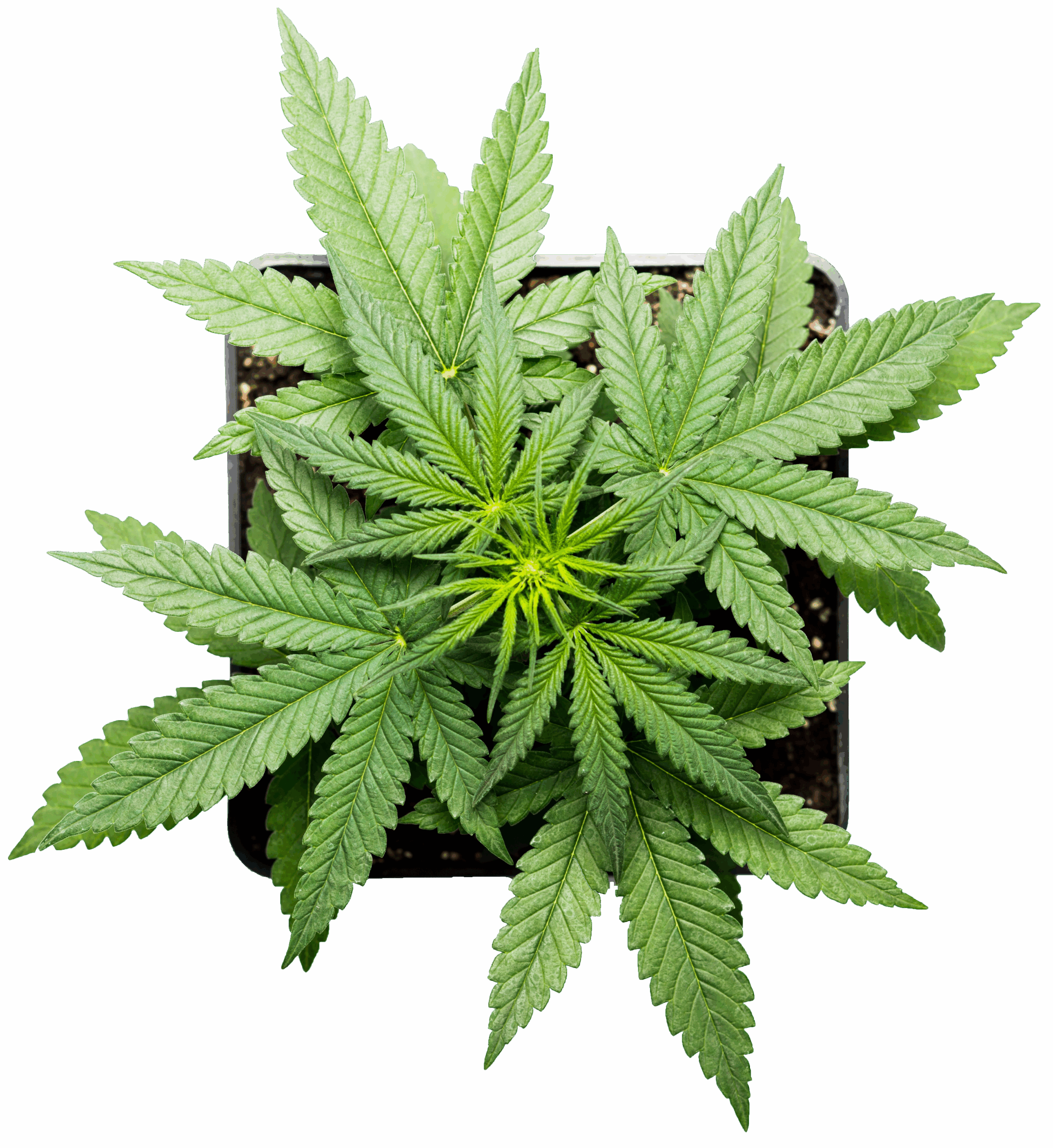 CannabisPlant-TopView