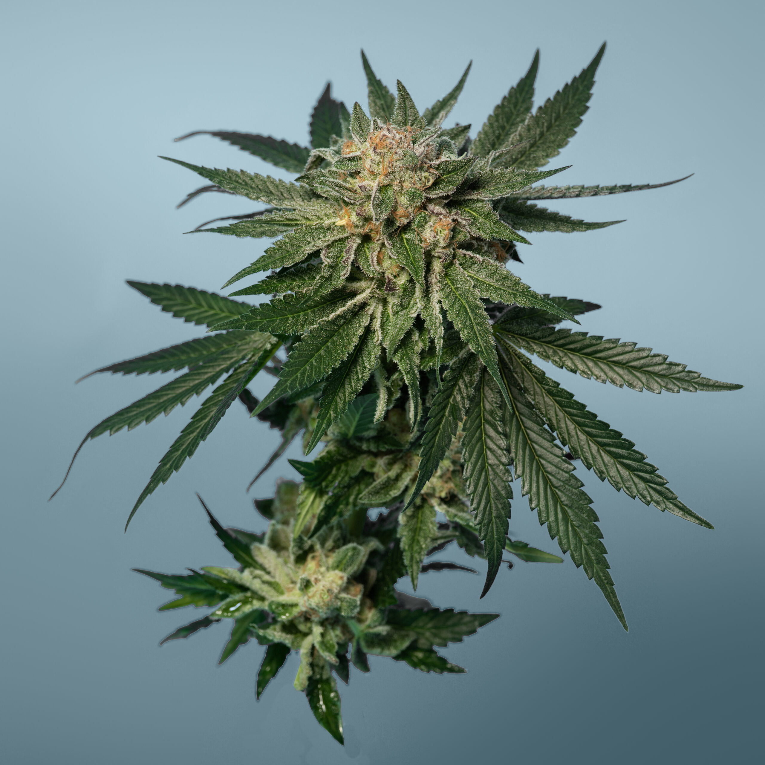 OG Sour