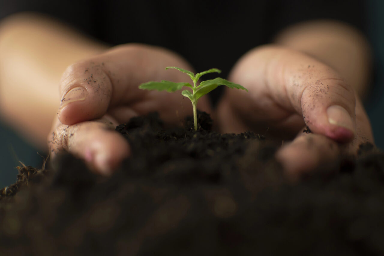 Peat Moss: Why It’s the Sustainable Choice for Cannabis Grows (And Better Than Coco or Other Soil Mediums)