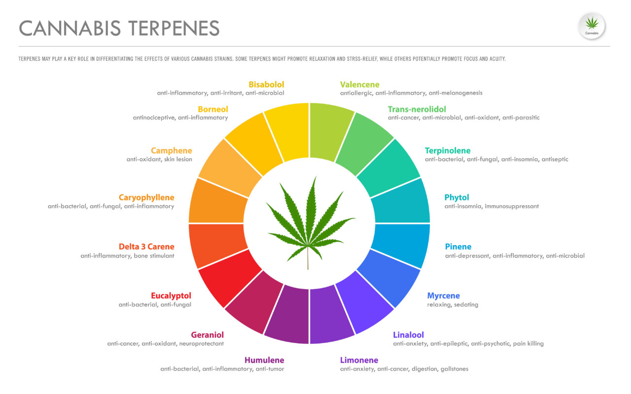 Sunlight & Synergy: Why Terpene-Rich Cannabis Starts with the Sun