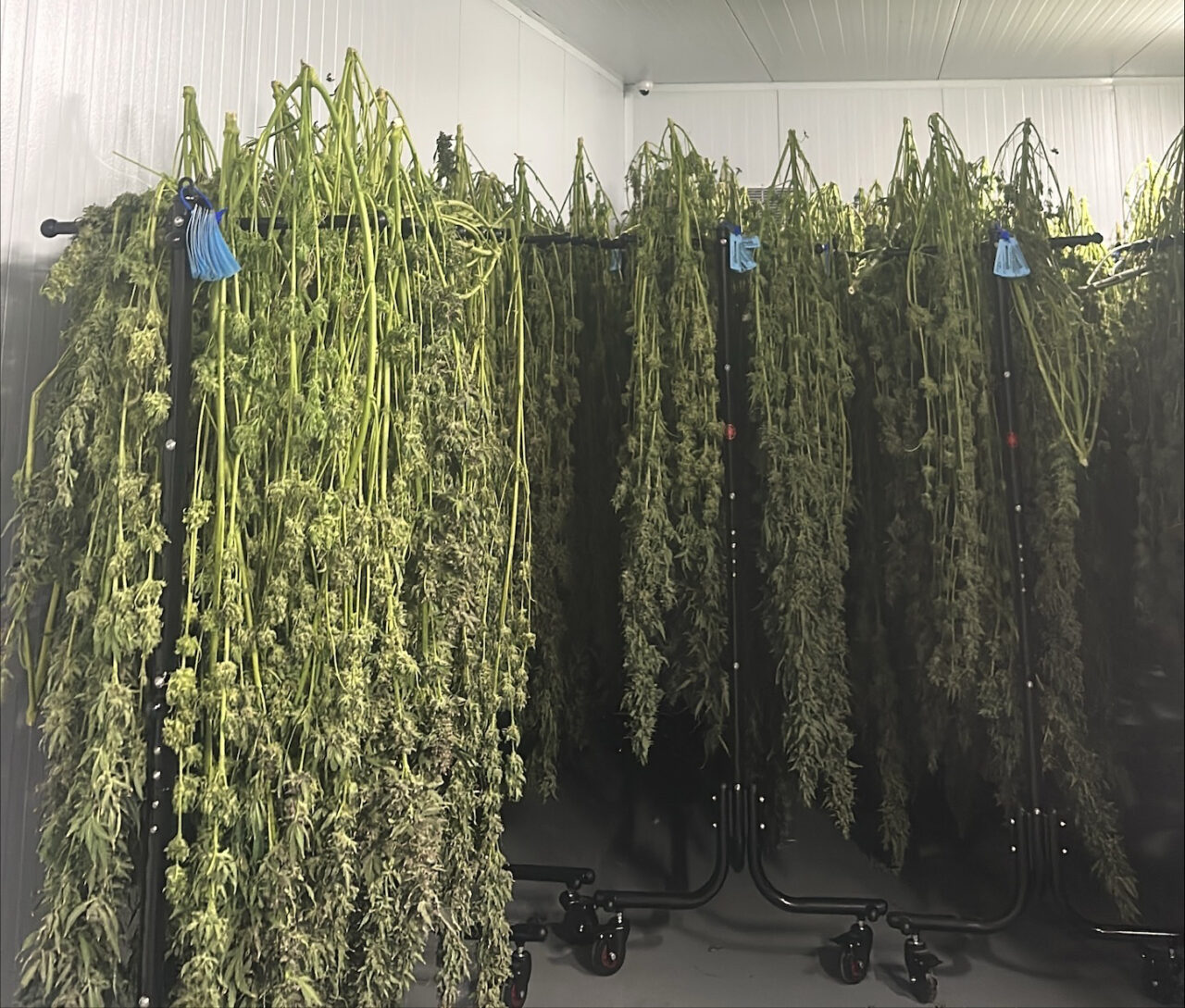 Why the Drying Process Matters