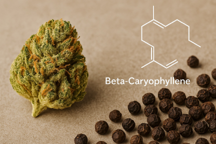 Beta-Caryophyllene: The Only Terpene That’s Also a Cannabinoid
