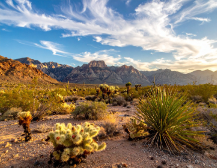 How to Keep Cannabis Fresh in the Desert​