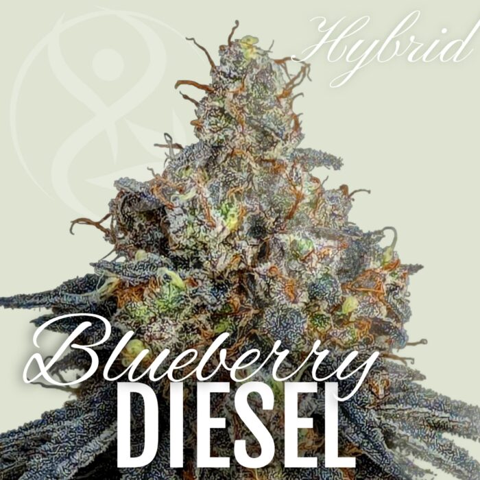 Blueberry Diesel hybrid cannabis flower strain graphic