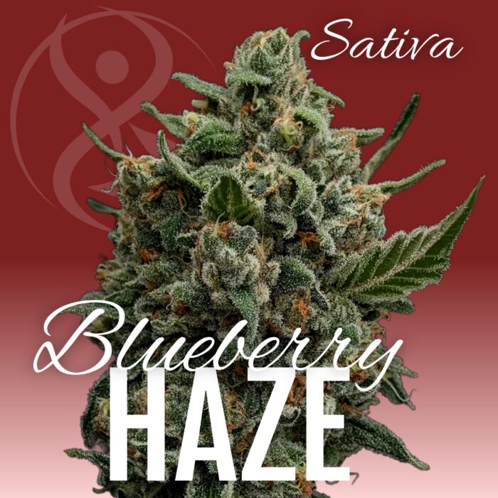 Blueberry Haze sativa cannabis flower strain graphic
