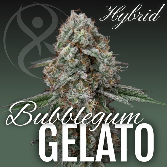 Bubblegum Gelato hybrid cannabis flower strain graphic