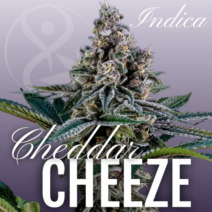 Cheddar Cheeze indica cannabis flower strain graphic
