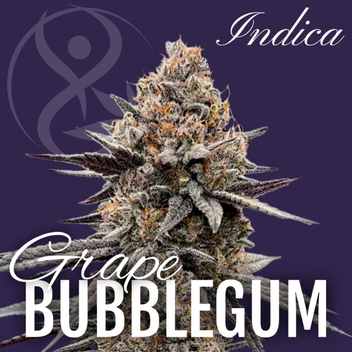 Grape Bubblegum indica cannabis flower strain graphic