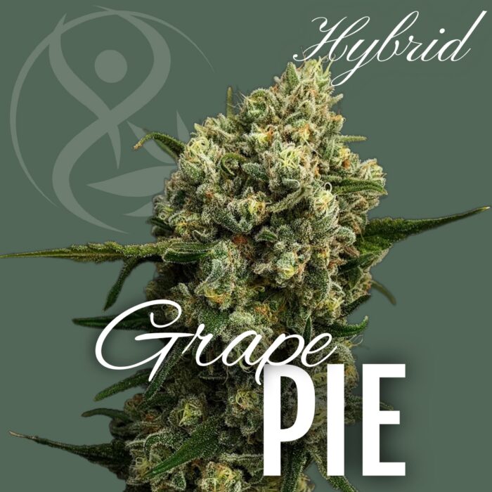 Grape Pie hybrid cannabis flower strain graphic