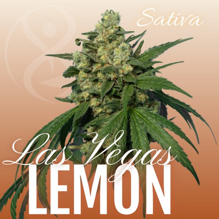Las Vegas Lemon sativa cannabis flower strain graphic