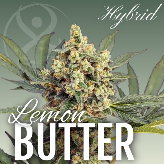 Lemon Butter hybrid cannabis flower strain graphic