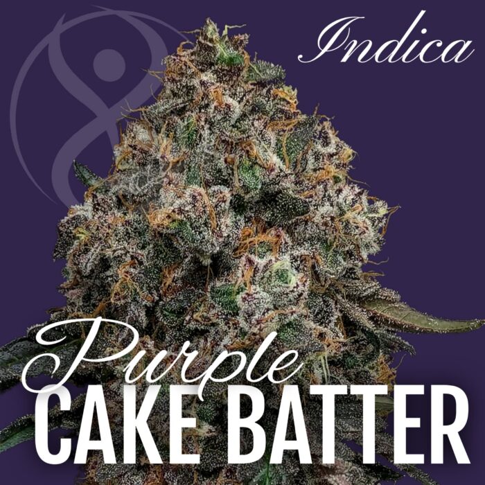 Purple Cake Batter indica cannabis flower strain graphic