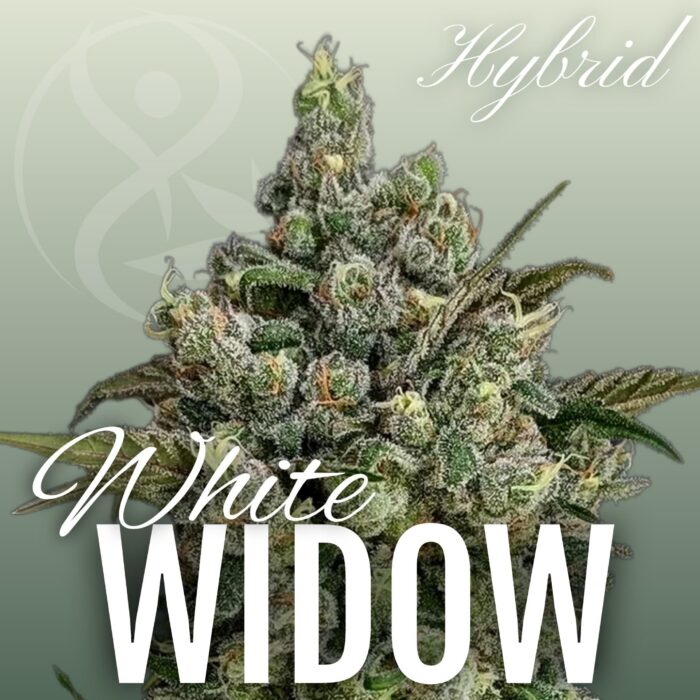 White Widow hybrid cannabis flower strain graphic